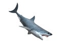 3D Rendering Great White Shark on White Royalty Free Stock Photo