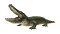 3D Rendering American Alligator on White