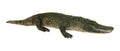 3D Rendering American Alligator on White