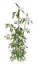 3D Rendering Green Bamboo Trees on White