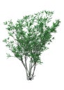 3D Rendering Bush Oleander on White