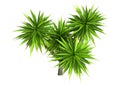 3D Rendering Cabbage Palm Tree on White