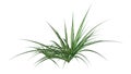 3D Rendering Chlorophytum Plant on White Royalty Free Stock Photo