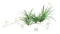 3D Rendering Chlorophytum Plant on White Royalty Free Stock Photo