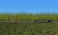 3d rendering green color wild grasses field and sky mockup