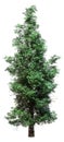 3D Rendering Eastern Red Cedar Tree on White