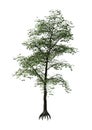 3D Rendering Japanese Maple Tree on White