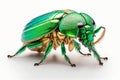 3d rendering of Green June Beetle Bug isolated on transparent background, Generative AI