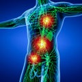 3D rendering illustration of Lymphatic system Royalty Free Stock Photo