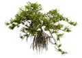 3D Rendering Mangrove Bush on White