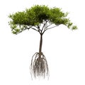 3D Rendering Mangrove Tree on White