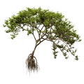 3D Rendering Mangrove Tree on White Royalty Free Stock Photo