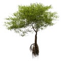 3D Rendering Mangrove Tree on White Royalty Free Stock Photo