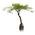 3D Rendering Mangrove Tree on White