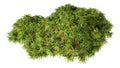 3D Rendering Green Moss on White