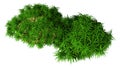 3D Rendering Green Moss on White