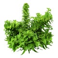 3D Rendering Green Oregano on White