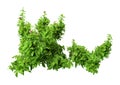 3D Rendering Green Oregano on White