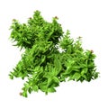 3D Rendering Green Oregano on White