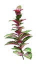 3D Rendering Coleus Plant on White