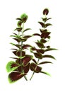 3D Rendering Coleus Plants on White