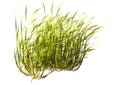 3D Rendering Seagrass on White