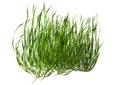 3D Rendering Seagrass on White