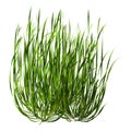 3D Rendering Seagrass on White