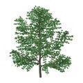 3D Rendering Sweet Birch Tree on White