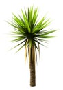 3D Rendering Yucca Palm Tree on White