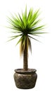 3D Rendering Yucca Palm Tree on White