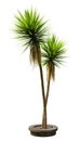 3D Rendering Yucca Palm Trees on White