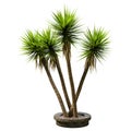 3D Rendering Yucca Palm Trees on White