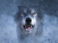 3D rendering of a grey wolf growling in snow