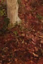 3d rendering of ground covered with leaves in the autumn season