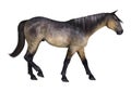 3D Rendering Grulla Horse on White Royalty Free Stock Photo