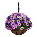 3D Rendering Hanging Basket with Osteospermum Daisy Flowers on White Royalty Free Stock Photo