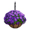 3D Rendering Hanging Basket with Osteospermum Daisy Flowers on White Royalty Free Stock Photo