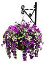 3D Rendering Hanging Basket with Petunia Flowers on White Royalty Free Stock Photo