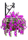 3D Rendering Hanging Basket with Petunia Flowers on White Royalty Free Stock Photo