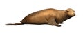 3D Rendering Harbor Seal on White