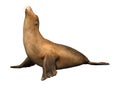 3D Rendering Harbor Seal on White