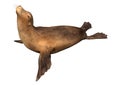 3D Rendering Harbor Seal on White