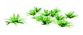 3D Rendering Harts Tongue Fern on White