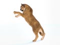 3d rendering of haunting puma on white background