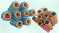 3d rendering of hexagonal lamellar phase and inverse hexagonal phase
