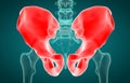 Male Hip Skeleton on blue background