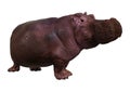 3D Rendering Hippopotamus on White