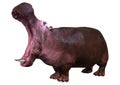 3D Rendering Hippopotamus on White