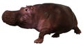 3D Rendering Hippopotamus on White